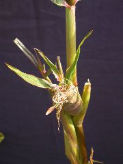 1584_B1-S_R1-g_pl1_219K_4045