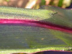 1584_B1-S_R1-g_pl1_219K_4046