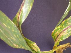 1584_B1-S_R1-g_pl1_219K_4049