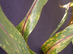 1584_B1-S_R1-g_pl1_219K_4050