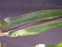 1584_B1-S_R1-g_pl1_219K_4052