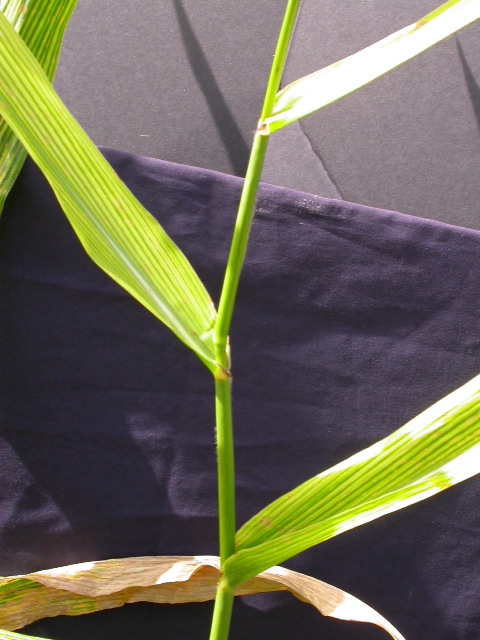 1596_ys3_311F_4055