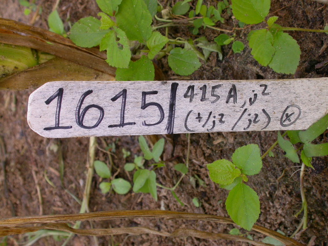 1615_j2_415A_4067