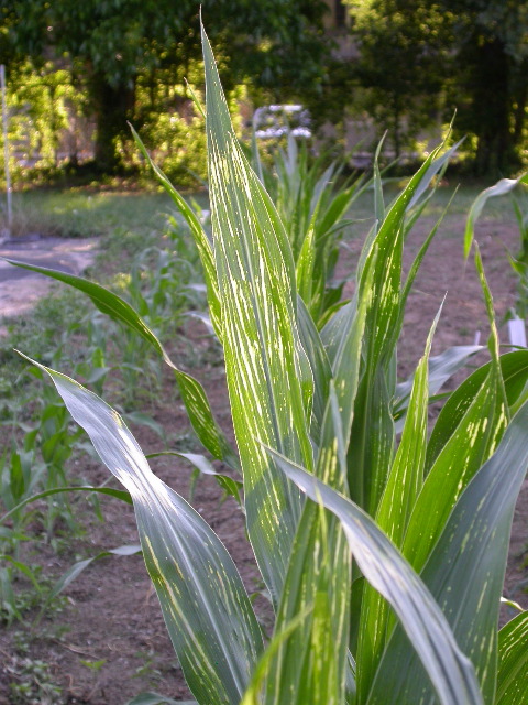 1617_c2-m1_419H_1636