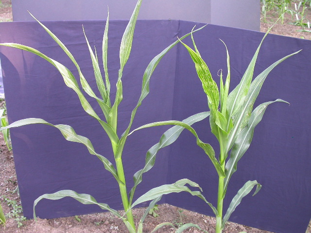 1617_c2-m1_419H_1639