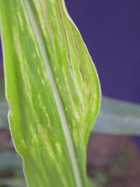 1617_c2-m1_419H_1641