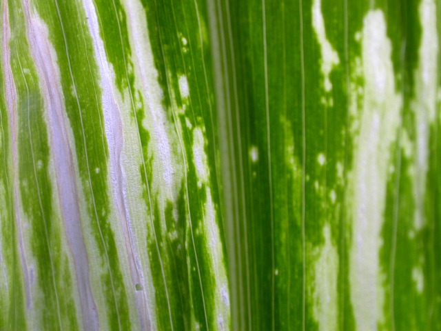 1617_c2-m1_419H_1645