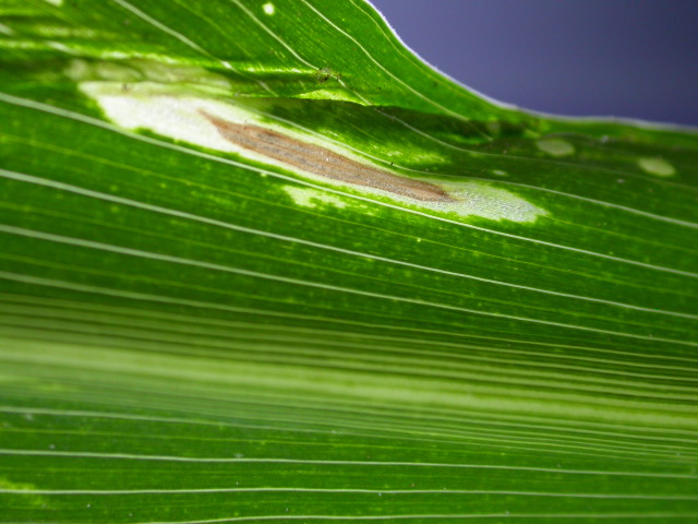 1617_c2-m1_419H_1647