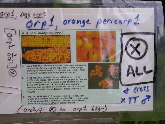 1618_orp1_orp2_427D_1921