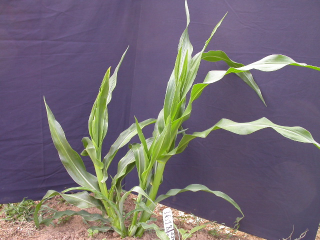 1618_orp1_orp2_427D_1922