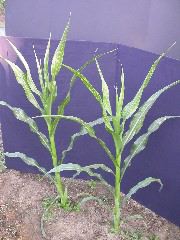 1617_c2-m1_419H_1640