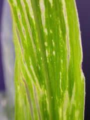 1617_c2-m1_419H_1642