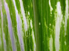 1617_c2-m1_419H_1645