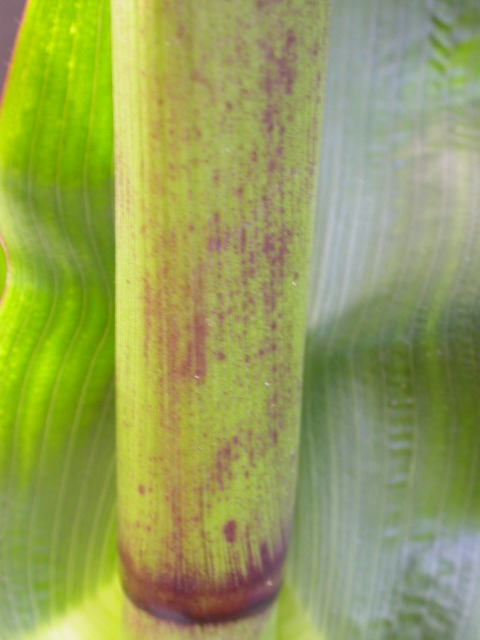 1640_Pl1_wi1_Y1_605E_2003