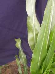 1643_sbd1_608C_1903