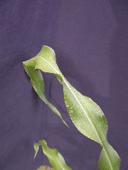 1643_sbd1_608C_1904