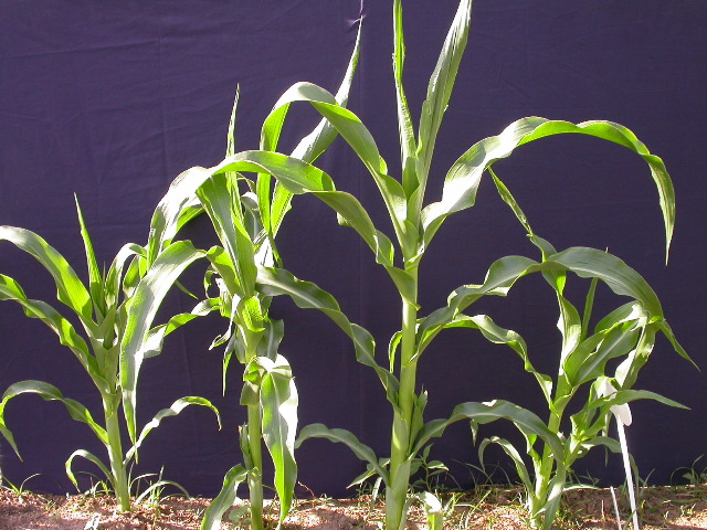 1689_c1-m5_928G_2203