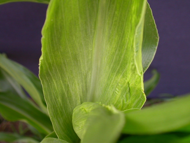 1689_c1-m5_928G_2205