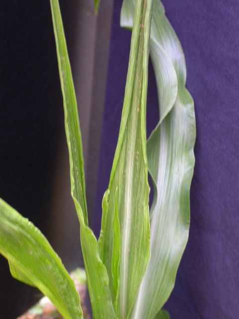 1689_c1-m5_928G_2208