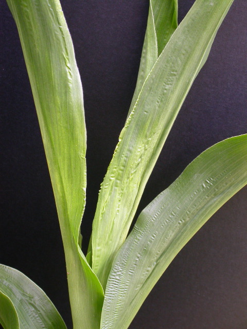 1689_c1-m5_928G_2213