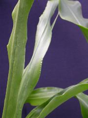 1689_c1-m5_928G_2209