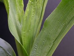 1689_c1-m5_928G_2211