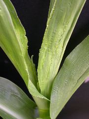 1689_c1-m5_928G_2214