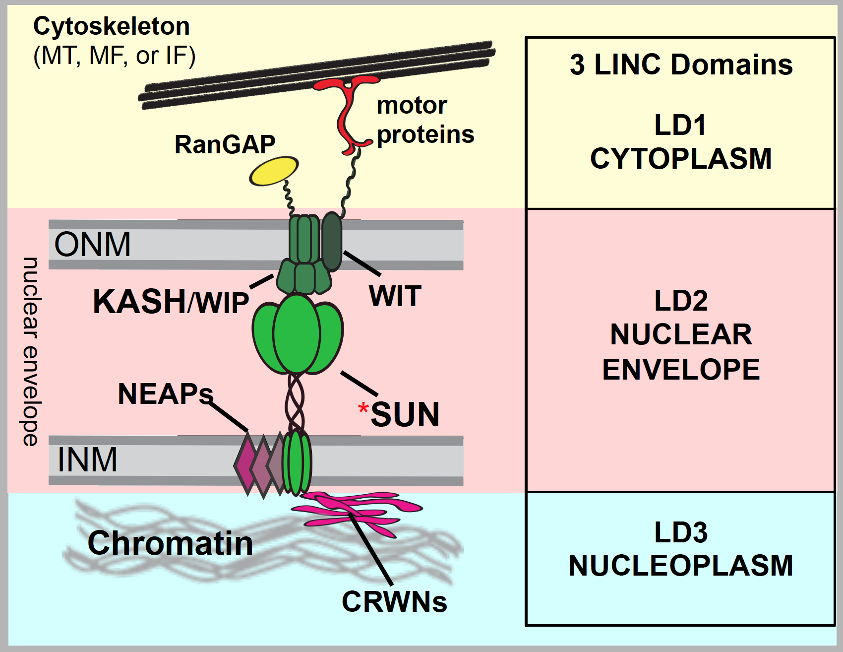 Working model of plant LINC complex (courtesy Hardeep Gumber & Allison Jevitt)