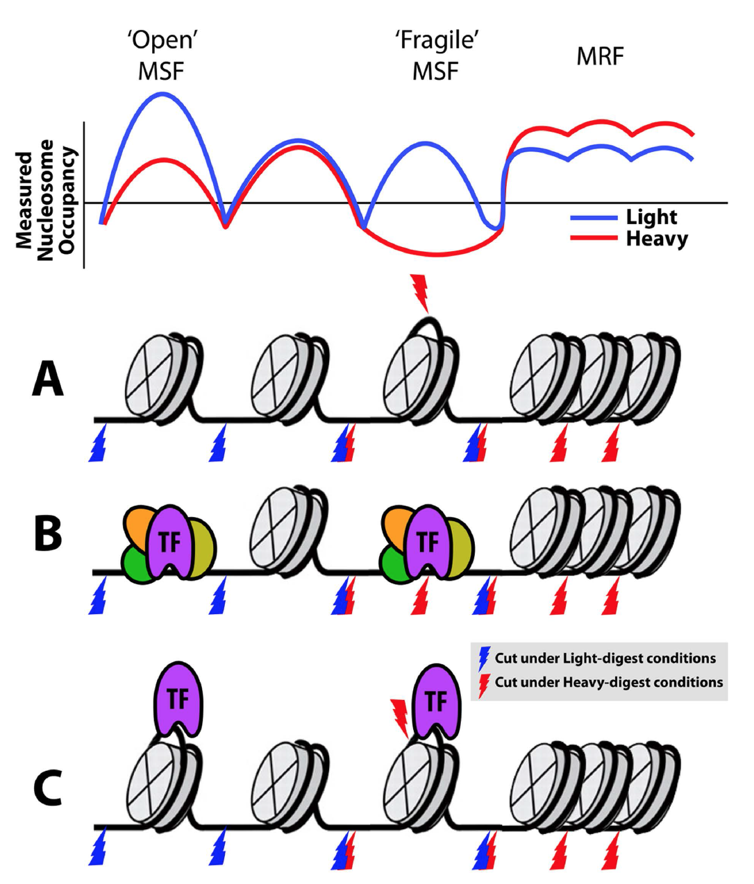 VeraDNSfigFromPlantCellFig6