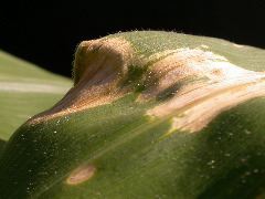 1565_lls1_121D_1561