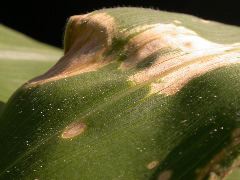 1565_lls1_121D_1562