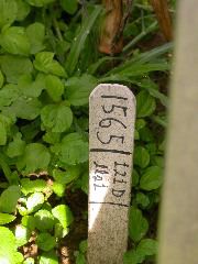 1565_lls1_121D_4002