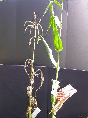 1565_lls1_121D_4005