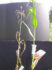 1565_lls1_121D_4007