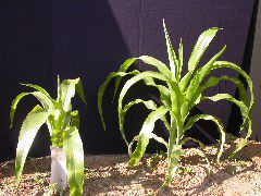 1555_zb4_p1-ww_105B_1389