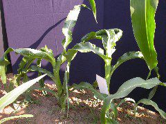 1558_rs2_111G_1416