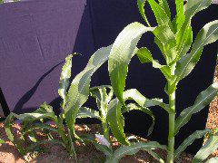 1558_rs2_111G_1417