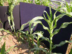 1558_rs2_111G_1419