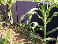 1558_rs2_111G_1420
