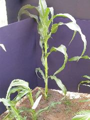 1558_rs2_111G_1421