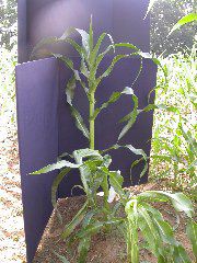 1558_rs2_111G_1426