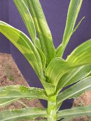 1560_br1_113C_1513