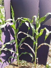 1565_lls1_121D_1539
