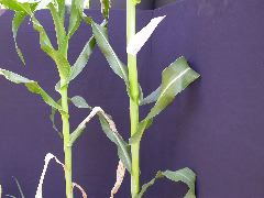 1565_lls1_121D_1551