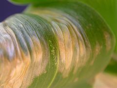 1565_lls1_121D_1555