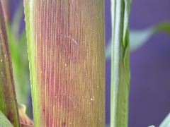 1584_B1_219K_1562