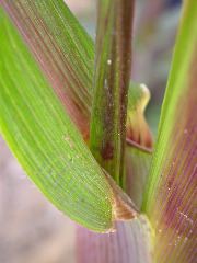 1584_B1_219K_1565