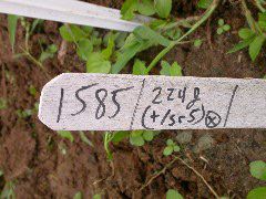 1585_sr5_224J_3068