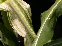 1585_sr5_224J_3070