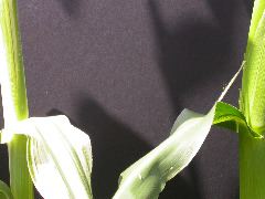 1585_sr5_224J_3072